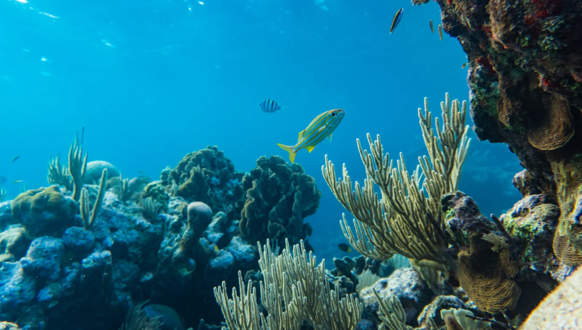 Zenitel UK Joins Big Blue's Ocean Protection Project